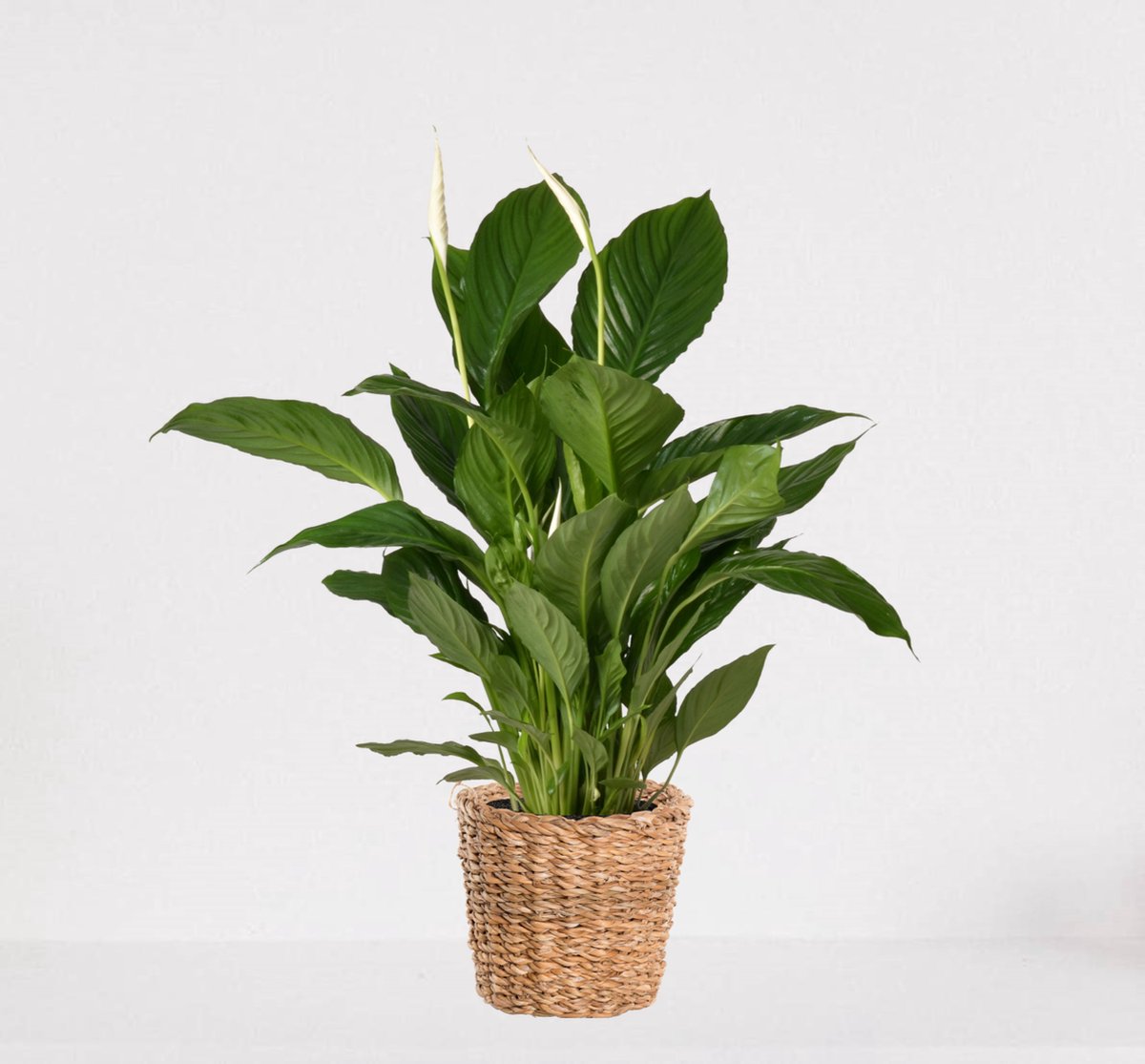  Spathiphyllum In Siermand Amber Grof – Witte Kamerplant – Luchtzuiverende Lepelplant - ↕60-75cm - Ø18 – Geleverd Met Plantenpot – Vers Uit De Kwekerij