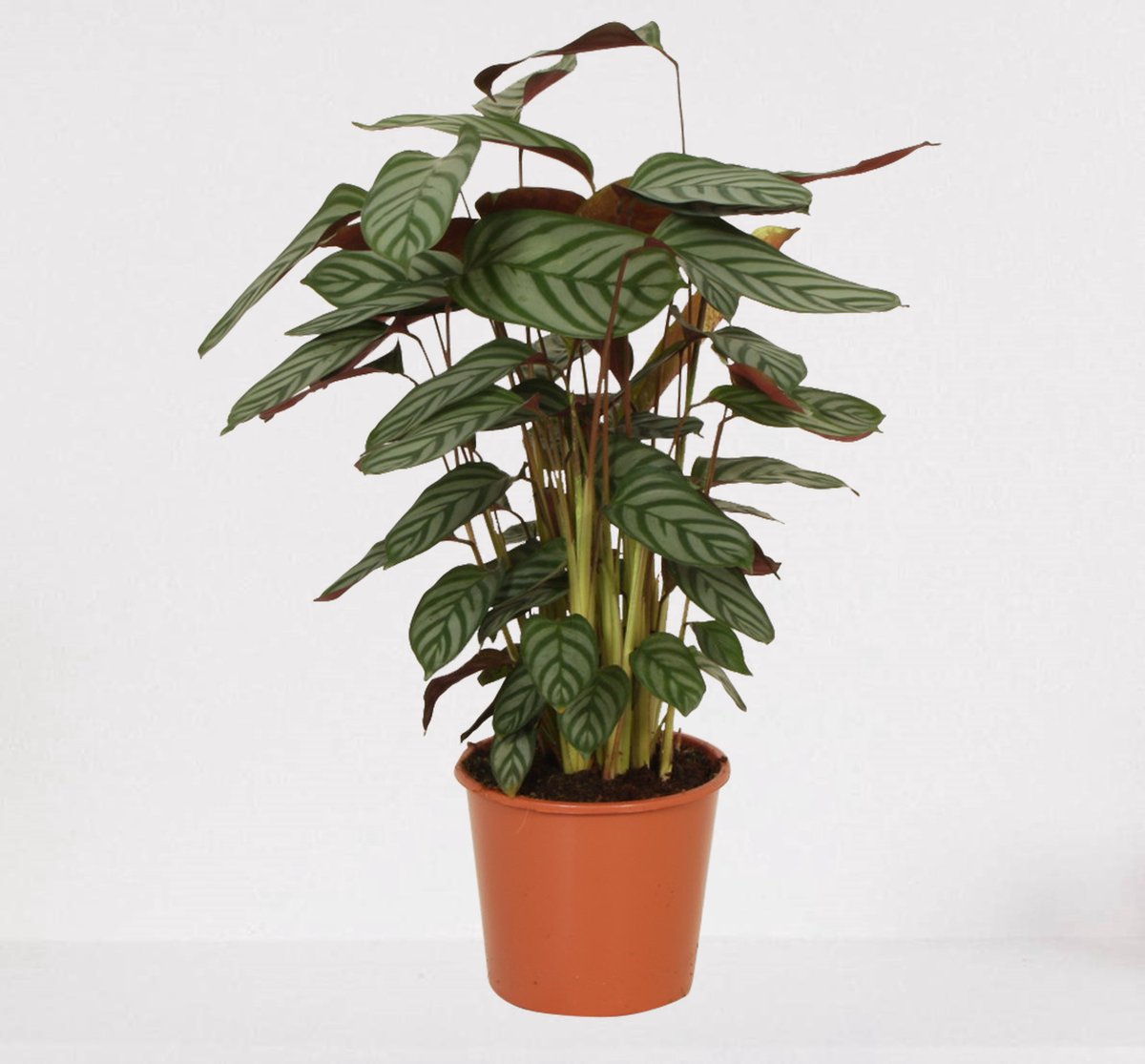  Calathea Compactstar – Luchtzuiverende Kamerplant – Pauwenplant – Living Plant - ↕55-70cm - Ø17 – In Kwekerspot – Vers Uit De Kwekerij