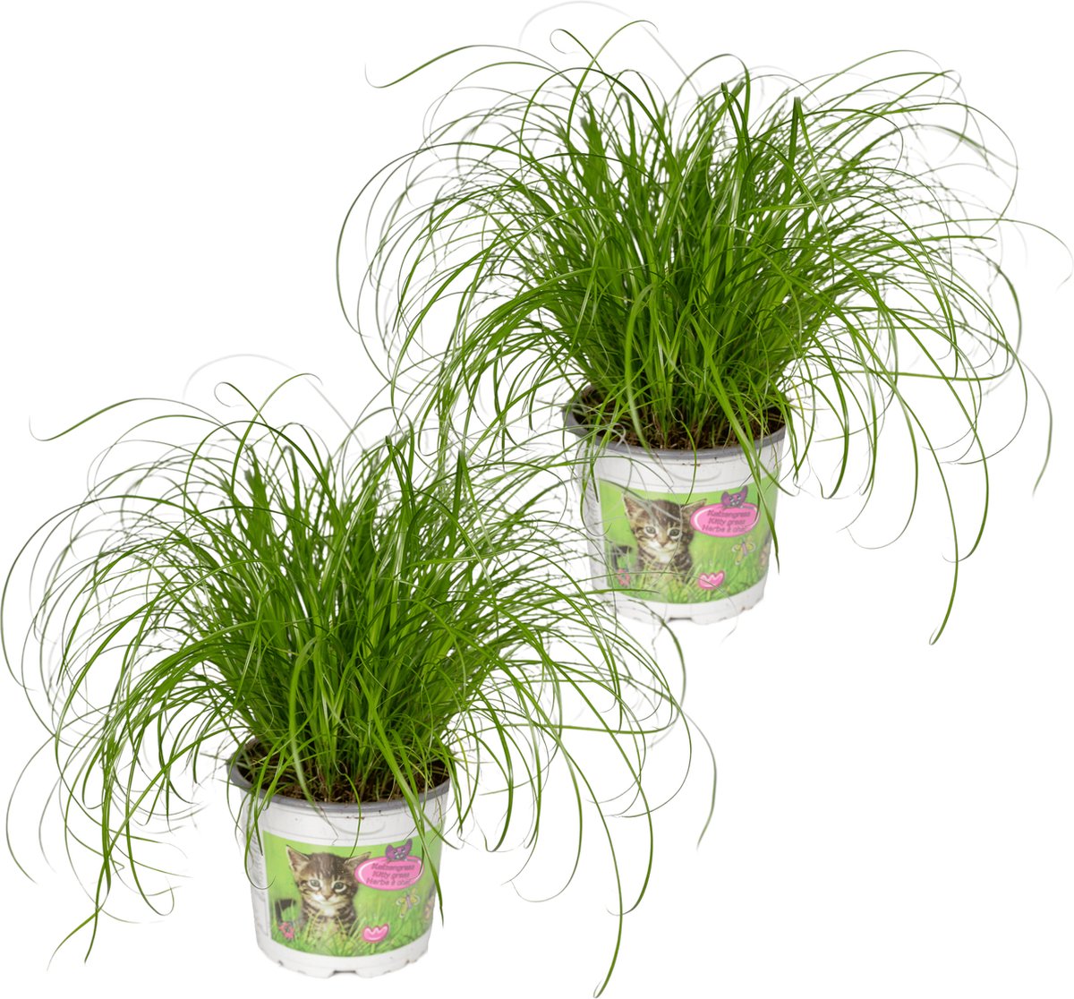  2x Cyperus Alternifolius - Kattengras - 20cm