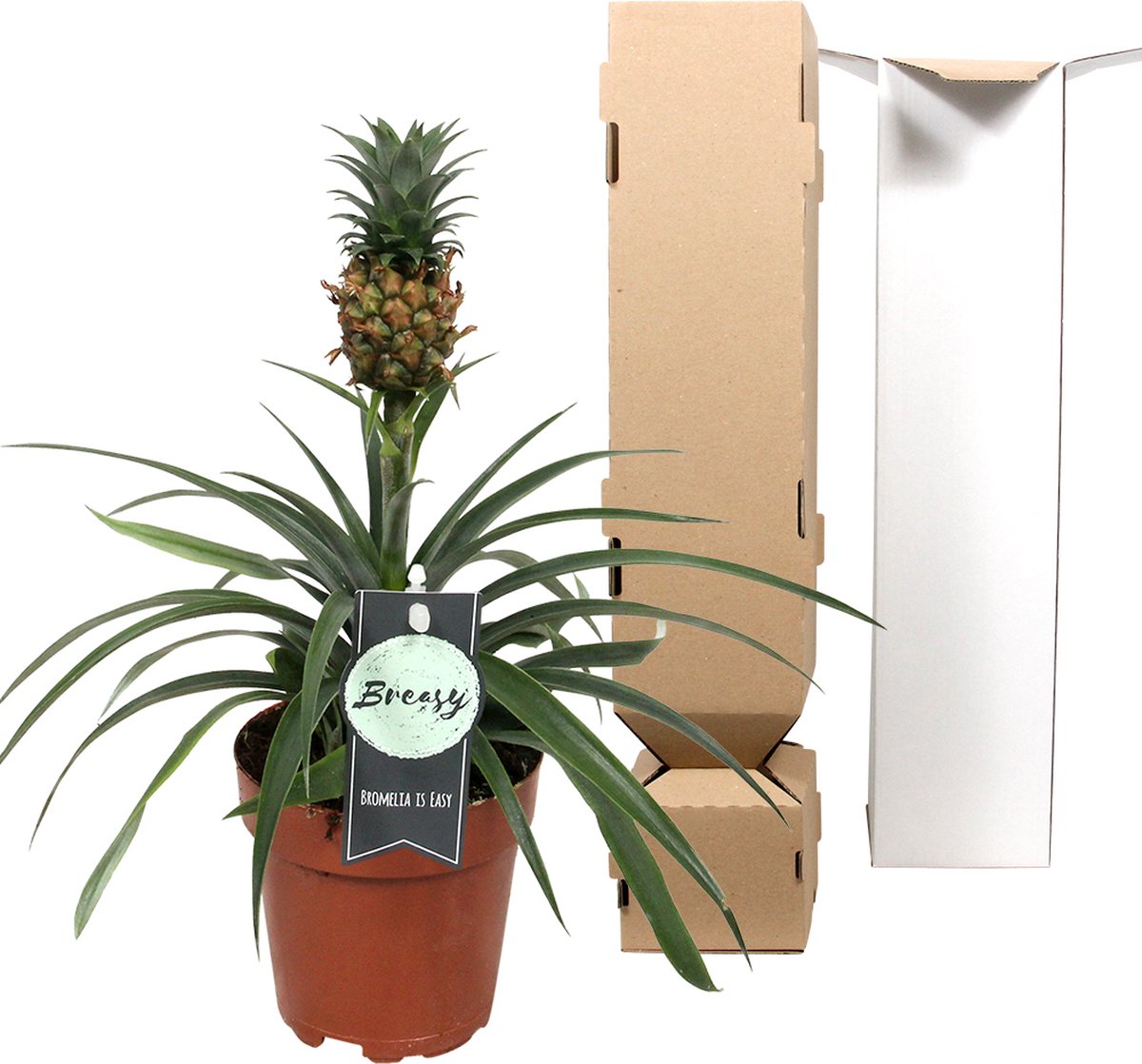  Breasy Ananasplant | Anti-snurk Plant | 1 Stuks | Ø 13cm | 35-40 Cm