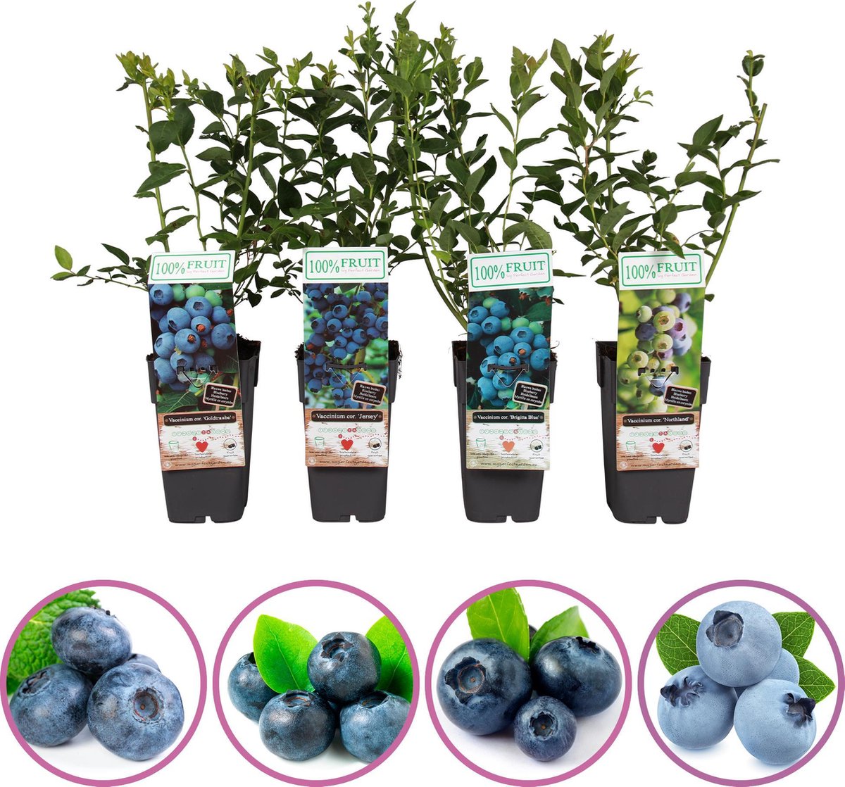  Blauwe Bessen Fruitplanten Mix - Set Van 4 Blauwe Bosbessen - Hoogte 50-60 Cm - Zelfbestuivend, Winterhard