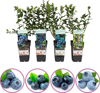  Blauwe Bessen Fruitplanten Mix - Set Van 4 Blauwe Bosbessen - Hoogte 50-60 Cm - Zelfbestuivend, Winterhard