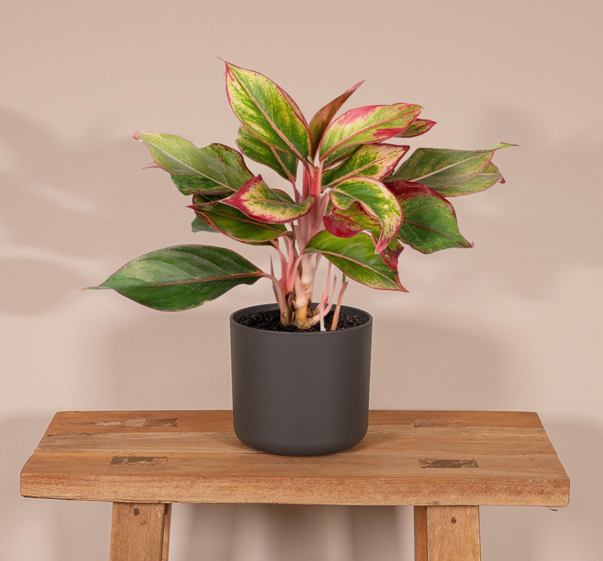  Aglaonema Crete - 30cm