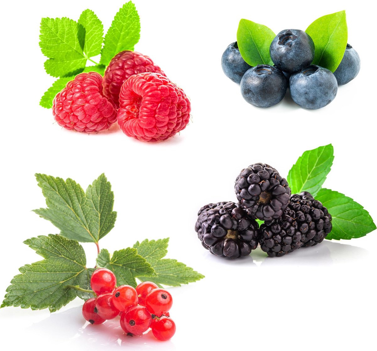  Grootmoeders Jam Mix - Mix Van 4 Fruitplanten: Framboos, Blauwe Bes, Rode Bes, Braam - Hoogte 50-60cm