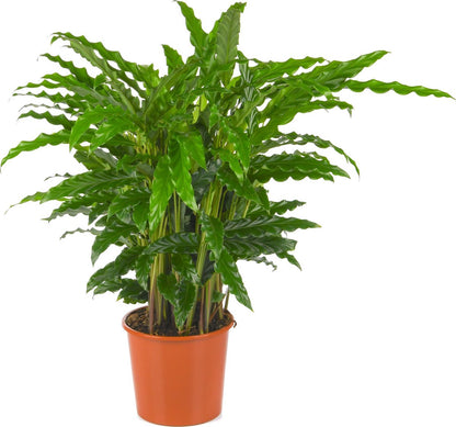  Calathea Rufibarba Bluegrass | Groene Kamerplant | Potmaat 17cm | Hoogte 60cm | Geleverd In Kwekerspot