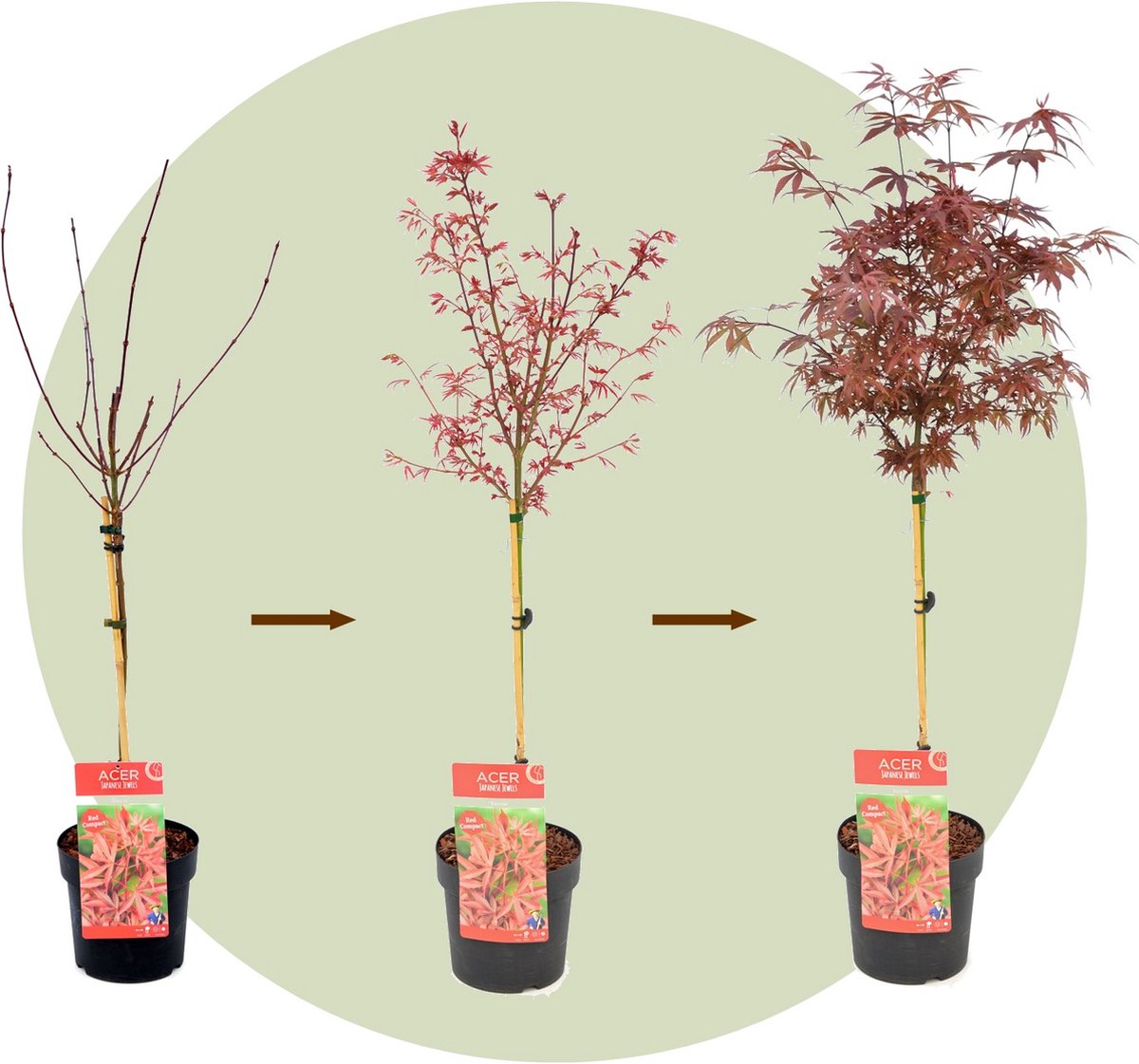  Plant In A Box - Acer Palmatum 'Shaina' - Japanse Esdoorn Boom Winterhard - Rode Bladeren - Pot 19cm - Hoogte 80-90cm