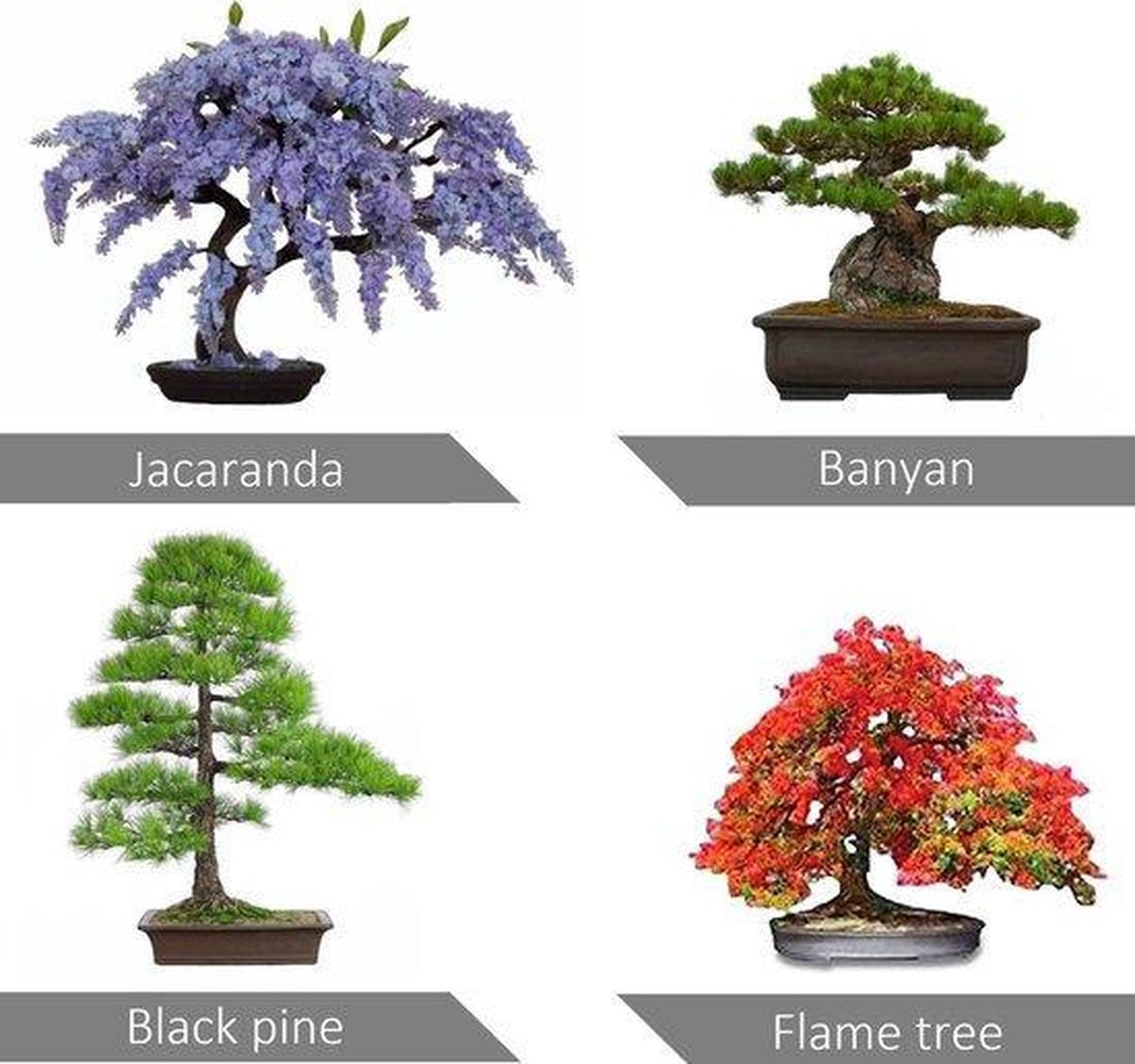  Bonsai Starters Kit - Bonsai Boompje - 5 Delige Set - 4 Soorten Zaden - Incl. E-book &amp; Schaartje