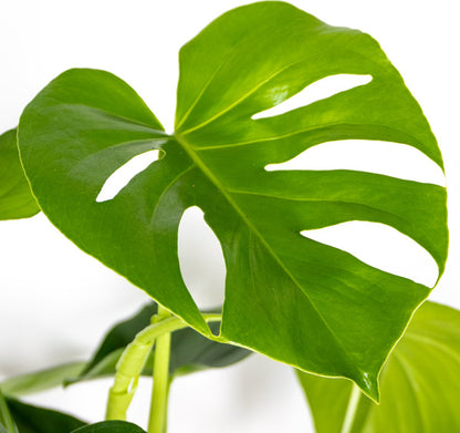  Monstera Deliciosa - Gatenplant - Kamerplant - Luchtzuiverend - ⌀17 Cm - 50-60 Cm