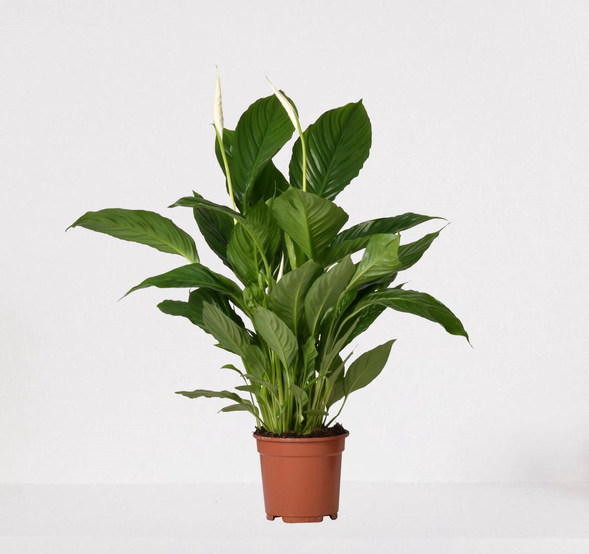  Spathiphyllum – Witte Kamerplant – Luchtzuiverende Lepelplant - ↕60-75cm - Ø17 – In Kwekerspot – Vers Uit De Kwekerij