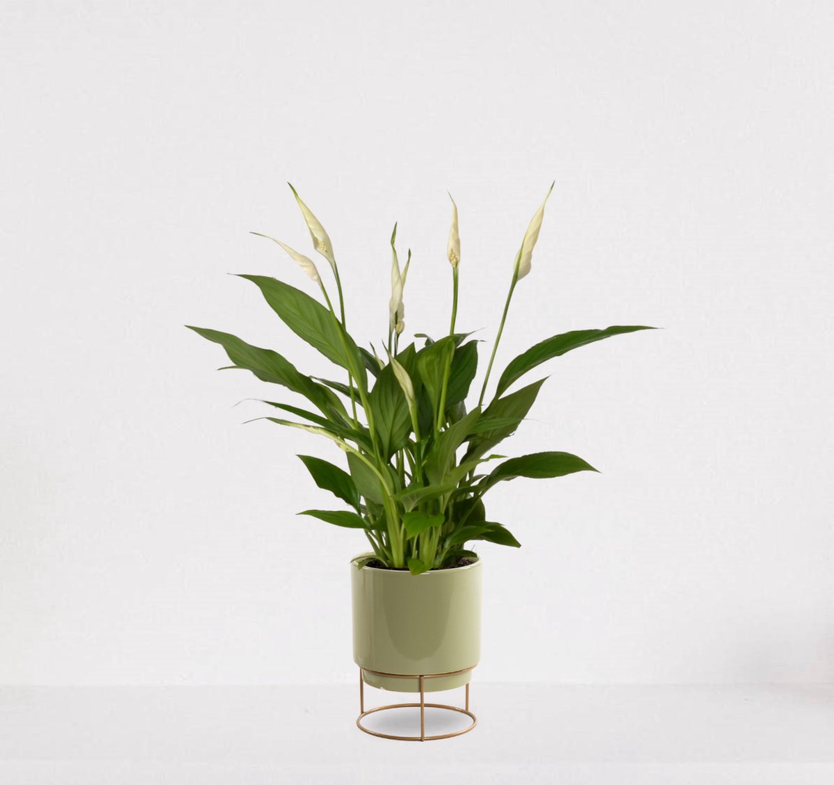  Spathiphyllum In Sierpot Emma Groen – Witte Kamerplant – Luchtzuiverende Lepelplant - ↕35-50cm - Ø13 – Geleverd Met Plantenpot – Vers Uit De Kwekerij
