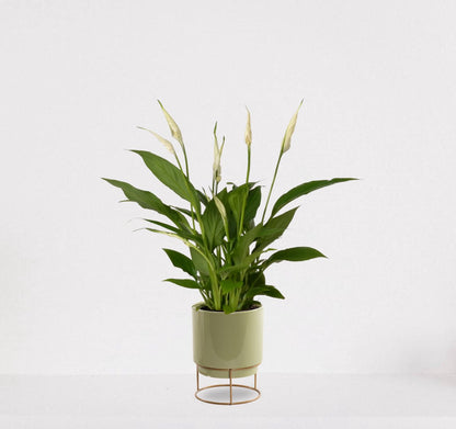  Spathiphyllum In Sierpot Emma Groen – Witte Kamerplant – Luchtzuiverende Lepelplant - ↕35-50cm - Ø13 – Geleverd Met Plantenpot – Vers Uit De Kwekerij