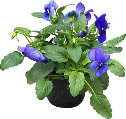 Merkloos Viooltje Grootbloemig Mix 12 Stuks