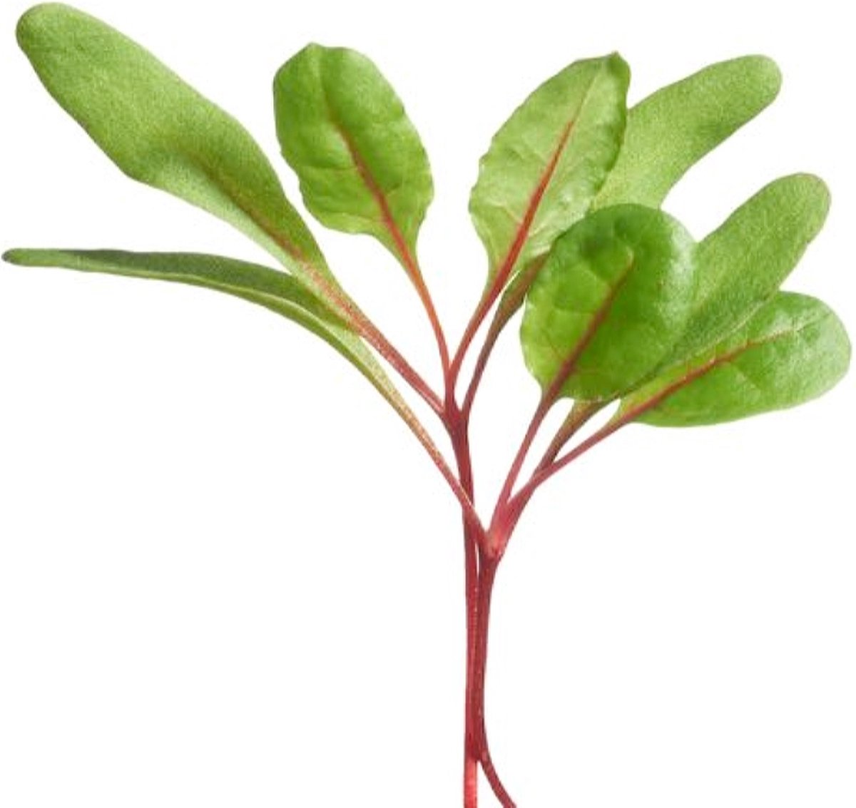  Buzzy® Microgreens, Snijbiet Regenboogmengsel