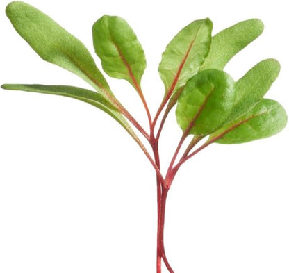  Buzzy® Microgreens, Snijbiet Regenboogmengsel
