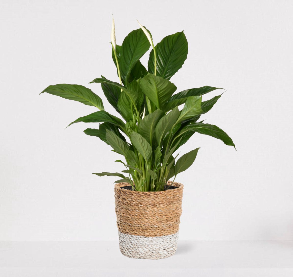  Spathiphyllum In Siermand Amber Wit – Witte Kamerplant – Luchtzuiverende Lepelplant - ↕60-75cm - Ø18 – Geleverd Met Plantenpot – Vers Uit De Kwekerij