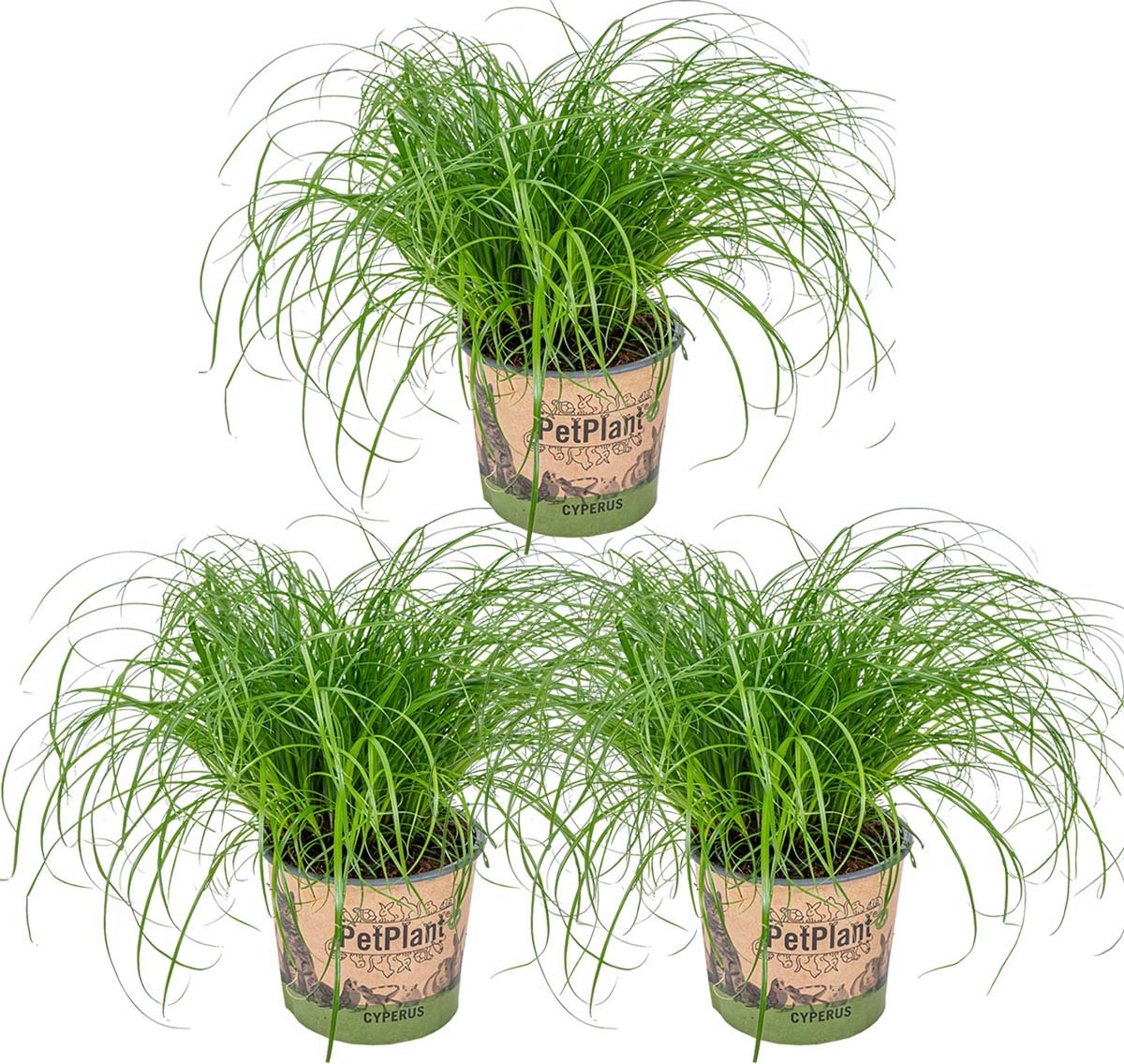  3x Cyperus 'Zumula' - Kattengras - Kamerplant - Huisdiervriendelijk - ⌀12 Cm - 20-25 Cm