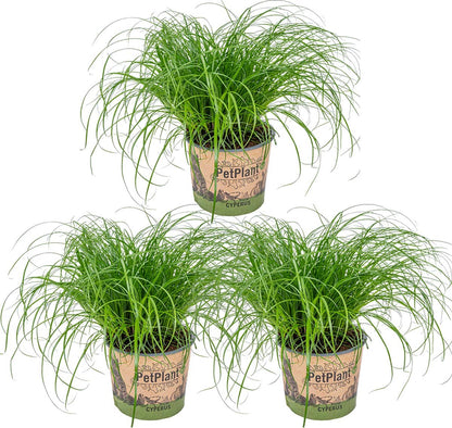  3x Cyperus 'Zumula' - Kattengras - Kamerplant - Huisdiervriendelijk - ⌀12 Cm - 20-25 Cm