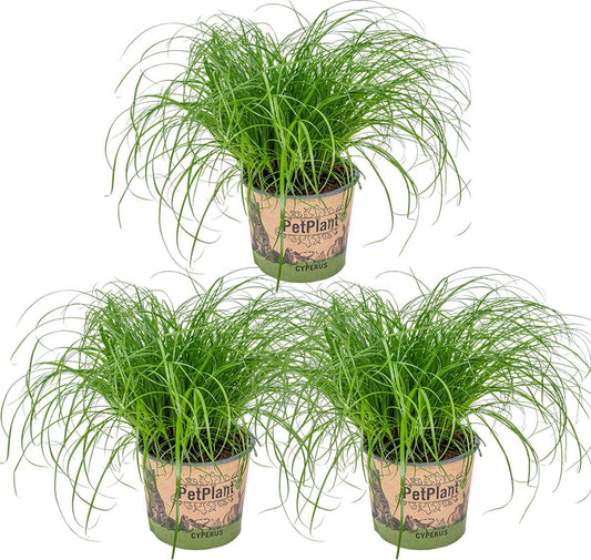  3x Cyperus 'Zumula' - Kattengras - Kamerplant - Huisdiervriendelijk - ⌀12 Cm - 20-25 Cm