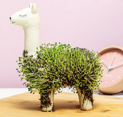  Gift Republic Lama Bloempot Met Zaadjes