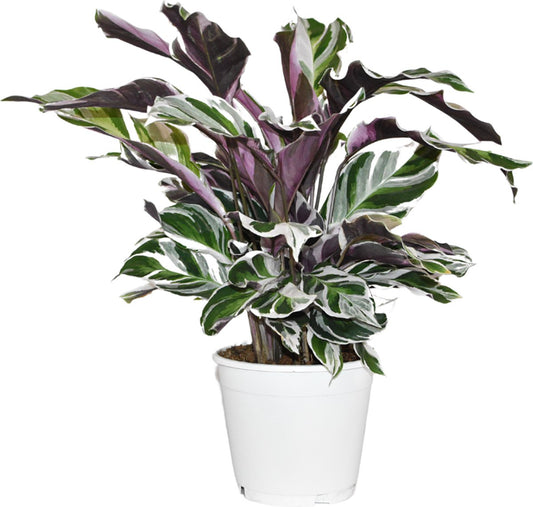  ZynesFlora - Calathea White Fusion - Ø 14 Cm - Hoogte: 35 - 40 Cm - Calathea - Luchtzuiverend - Kamerplant