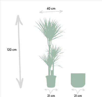  XXL Dracaena Marginata Met Pot - Drakenbloedboom - 120cm Hoog , 21Ø - Kamerplant