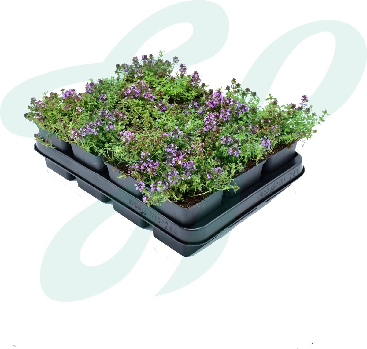 GP 12 X Kruipend Tijm / Kruiptijm - Winterharde Tuinplanten - Thymus Praecox 'Purple Beauty' In 9x9cm Pot Met Hoogte 5-10cm