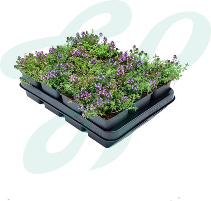GP 12 X Kruipend Tijm / Kruiptijm - Winterharde Tuinplanten - Thymus Praecox 'Purple Beauty' In 9x9cm Pot Met Hoogte 5-10cm