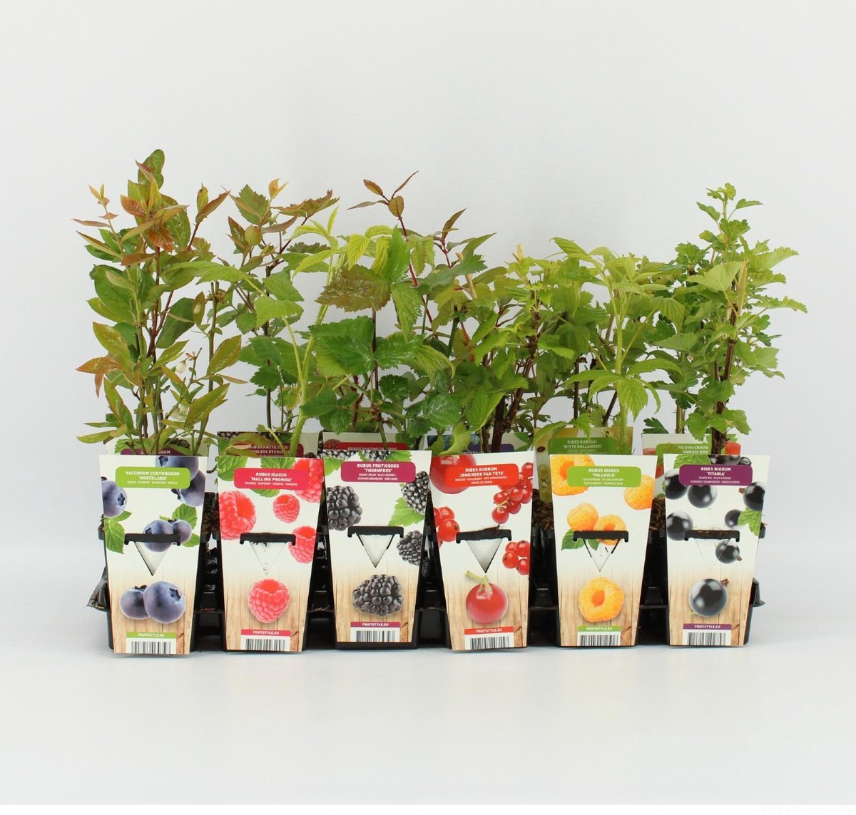  Mini Fruitplanten Mix - Set Van 6 Verschillende Soorten Fruit - Hoogte 30-40 Cm