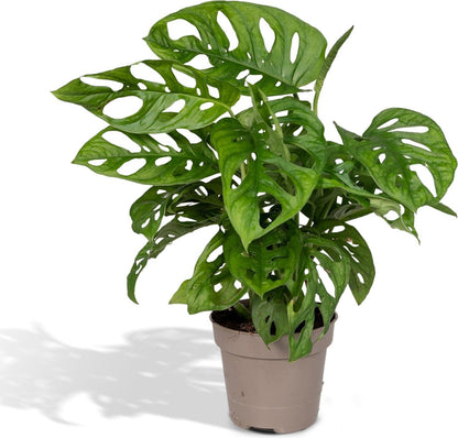  Monstera Monkey Leaf - Gatenplant - 30cm - Ø12