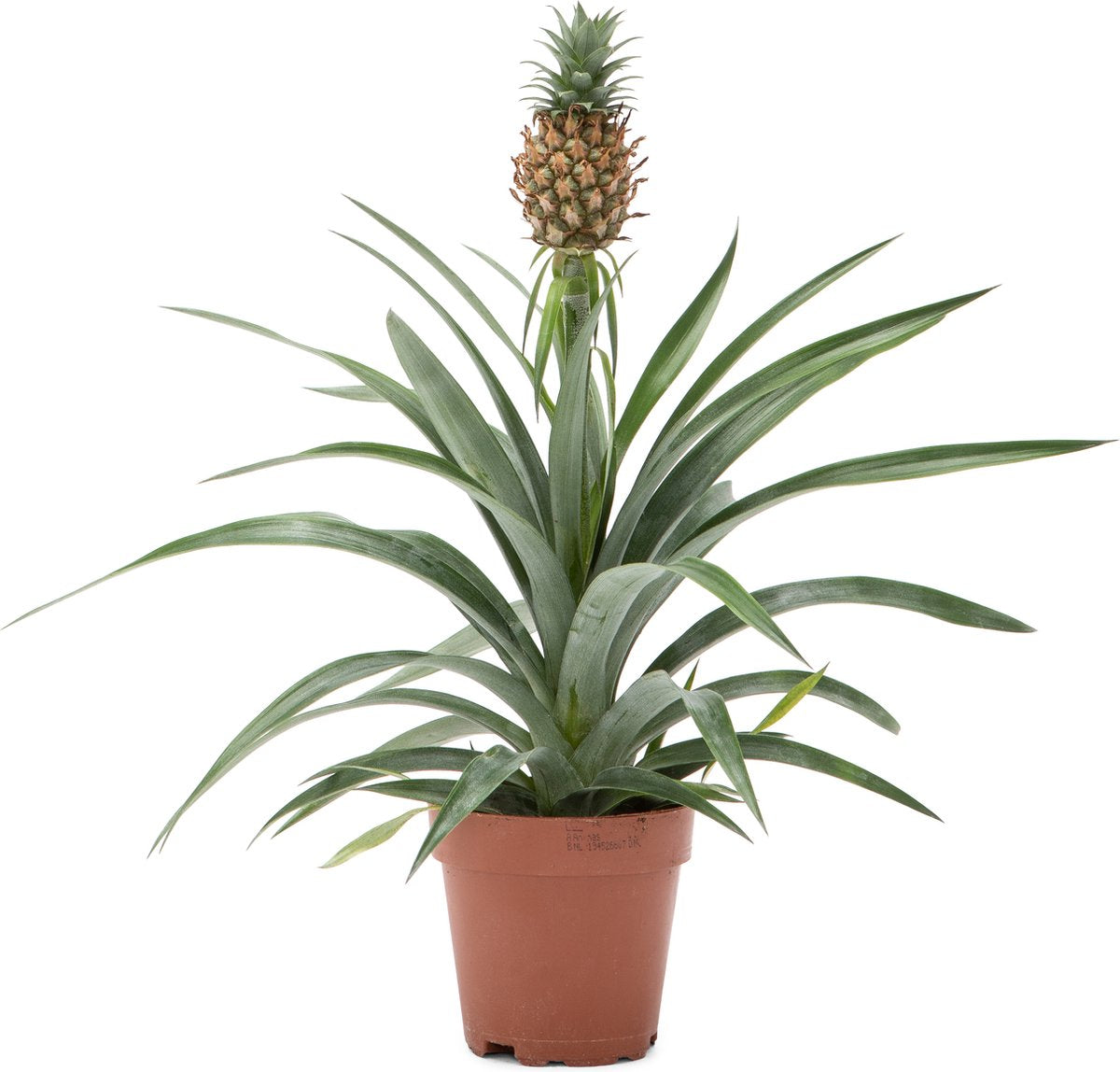  WL Plants - Ananasplant - Ananas Comosus - Kamerplanten - Bromelia - Anti Snurk - Zeer Luchtzuiverend - Gemakkelijk Te Verzorgen - ± 45cm Hoog – 12 Cm Diameter - In Kweekpot