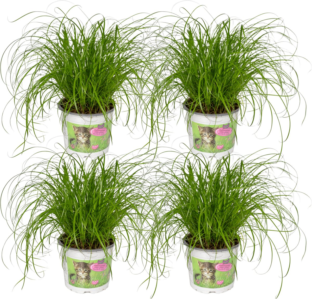  4x Cyperus Alternifolius - Kattengras - 20cm