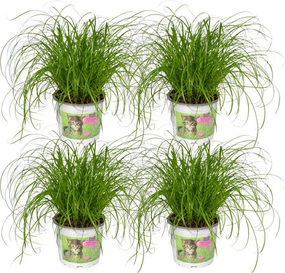 4x Cyperus Alternifolius - Kattengras - 20cm
