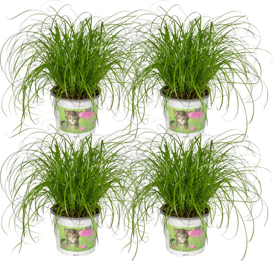  4x Cyperus Alternifolius - Kattengras - 20cm