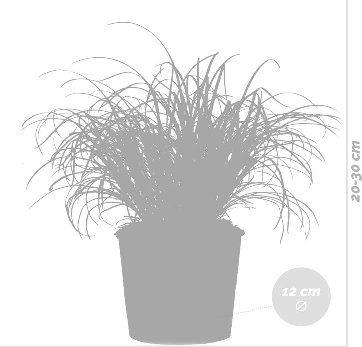  3x Cyperus 'Zumula' - Kattengras - Kamerplant - Huisdiervriendelijk - ⌀12 Cm - 20-25 Cm