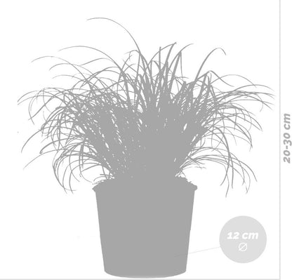  3x Cyperus 'Zumula' - Kattengras - Kamerplant - Huisdiervriendelijk - ⌀12 Cm - 20-25 Cm