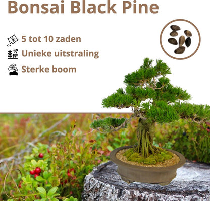  B-seed Zaden Set Incl. E-Book Bonsai Zaden Kweken - Boompje In Pot - Kamerplanten - Kweekset – Cadeau Man &amp; Vrouw - Geschenkset