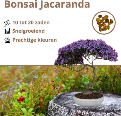  B-seed Zaden Set Incl. E-Book Bonsai Zaden Kweken - Boompje In Pot - Kamerplanten - Kweekset – Cadeau Man &amp; Vrouw - Geschenkset