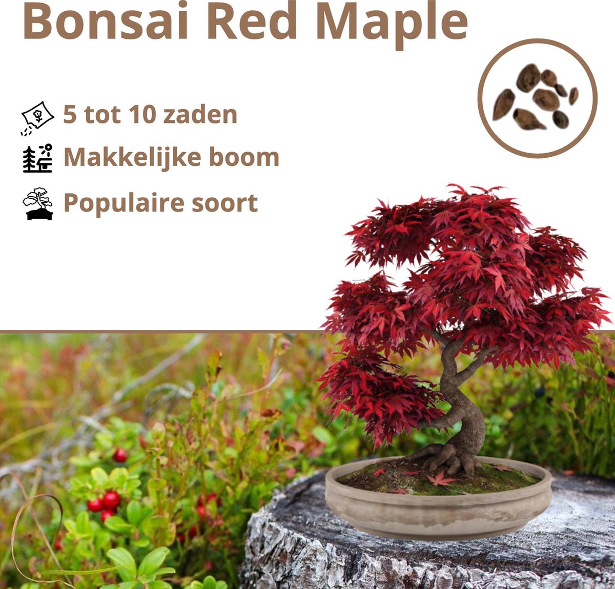  B-seed Zaden Set Incl. E-Book Bonsai Zaden Kweken - Boompje In Pot - Kamerplanten - Kweekset – Cadeau Man &amp; Vrouw - Geschenkset