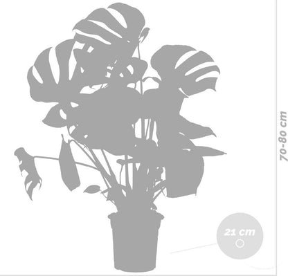  Monstera Deliciosa - Gatenplant - Kamerplant - Luchtzuiverend - ⌀21 Cm - 70-80 Cm
