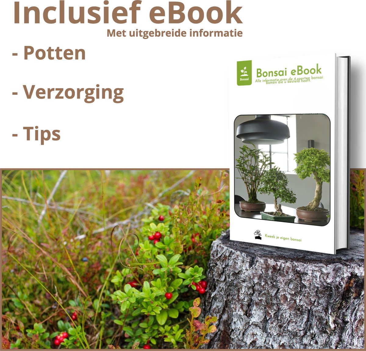  B-seed Zaden Set Incl. E-Book Bonsai Zaden Kweken - Boompje In Pot - Kamerplanten - Kweekset – Cadeau Man &amp; Vrouw - Geschenkset