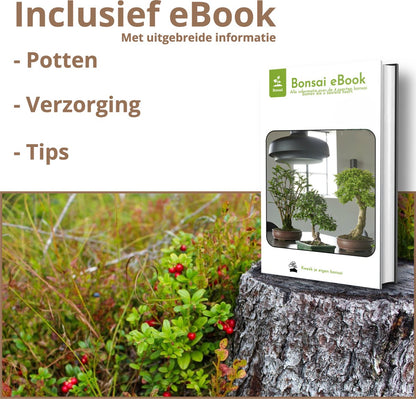  B-seed Zaden Set Incl. E-Book Bonsai Zaden Kweken - Boompje In Pot - Kamerplanten - Kweekset – Cadeau Man &amp; Vrouw - Geschenkset