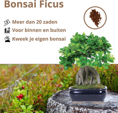  B-seed Zaden Set Incl. E-Book Bonsai Zaden Kweken - Boompje In Pot - Kamerplanten - Kweekset – Cadeau Man &amp; Vrouw - Geschenkset
