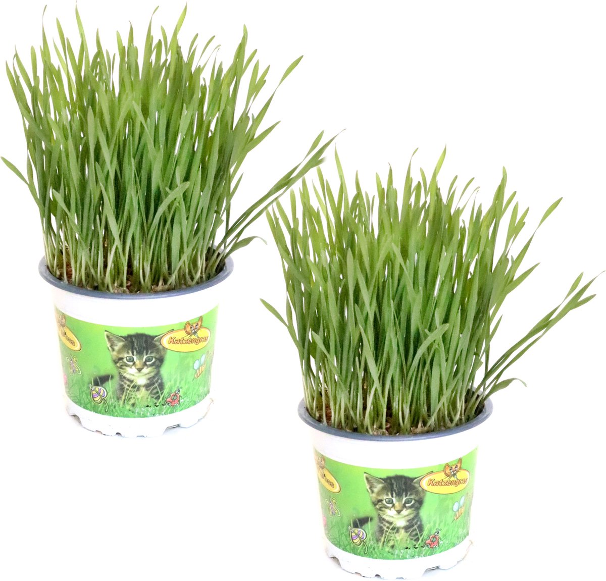 Kattengras - Gerst - Huisdier - Diervriendelijke Kamerplant - Triticum Aestivum - Potmaat Ø12cm - 2 Stuks