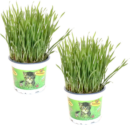  Kattengras - Gerst - Huisdier - Diervriendelijke Kamerplant - Triticum Aestivum - Potmaat Ø12cm - 2 Stuks