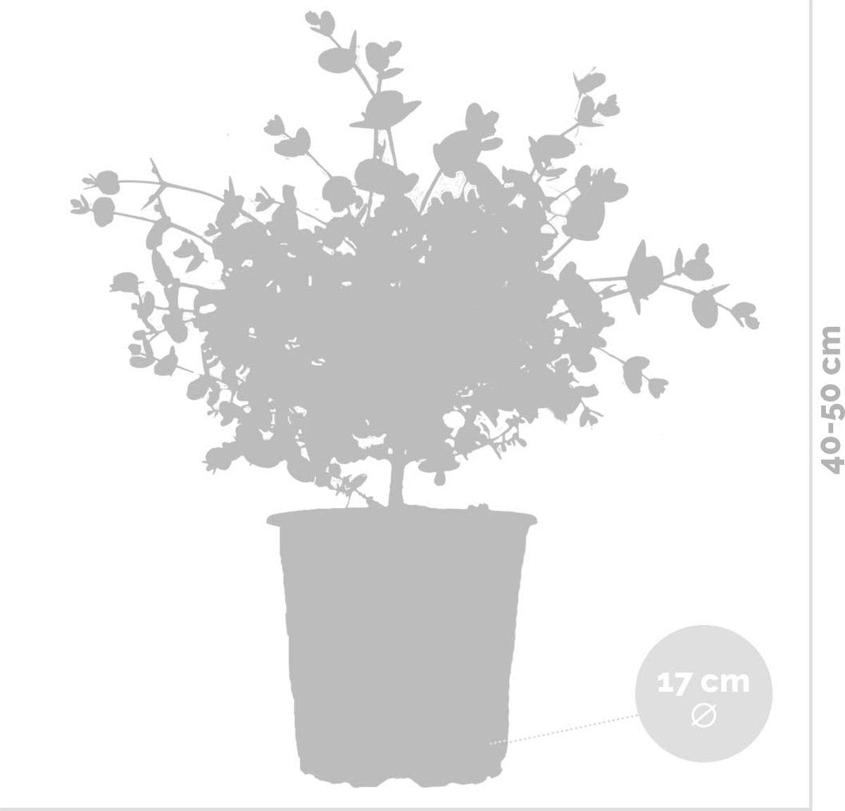  Eucalyptus Gunnii - Gomboom - Heester - Groenblijvend - ⌀17 Cm - 40-50 Cm