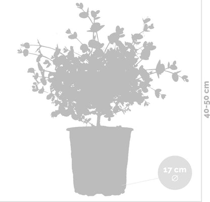  Eucalyptus Gunnii - Gomboom - Heester - Groenblijvend - ⌀17 Cm - 40-50 Cm
