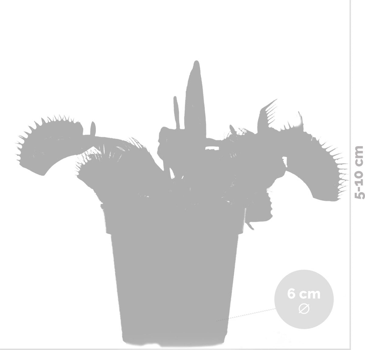  Kleine Vleesetende Plant | Dionaea Per Stuk - Binnen- En Buitenplant In Kwekerspot ⌀6 Cm - ↕10 Cm