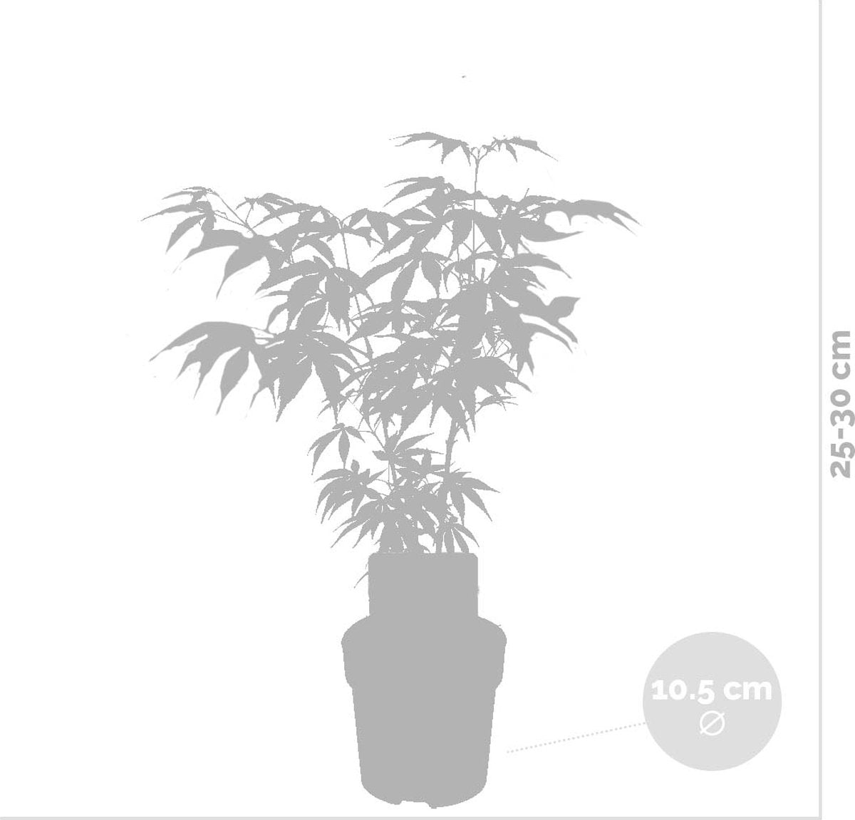  4x Acer Mix - Orange Dream - Going Green - Butterfly - Atropurpureum - ⌀10.5 Cm - 25-30 Cm