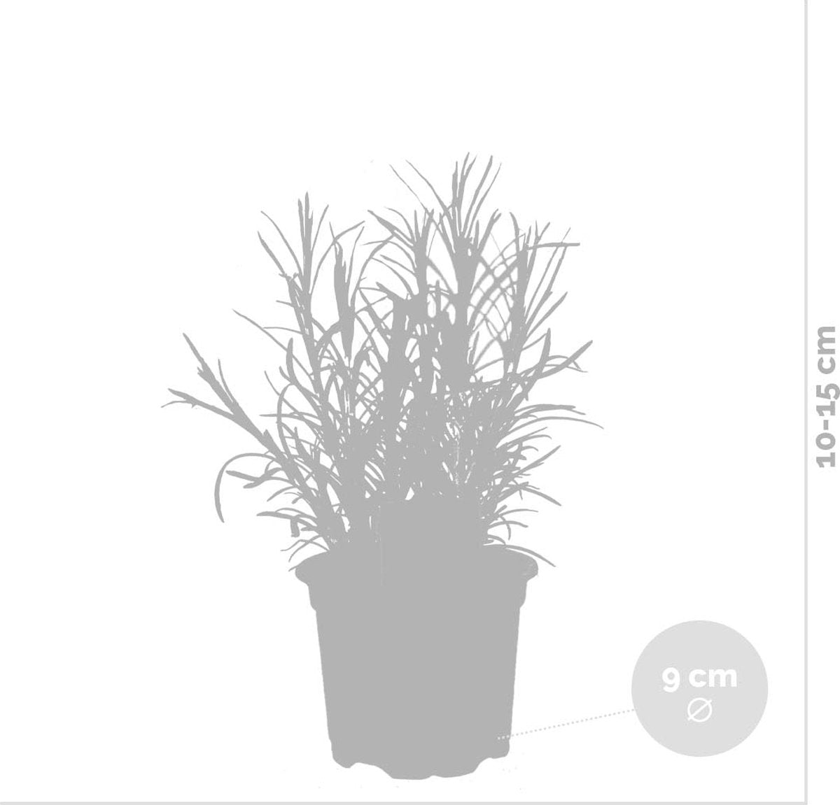  6x Biologische Tuinkruiden Mix - Tuinplanten Mix – Keuken Kruiden - ⌀9 Cm - 10-15 Cm