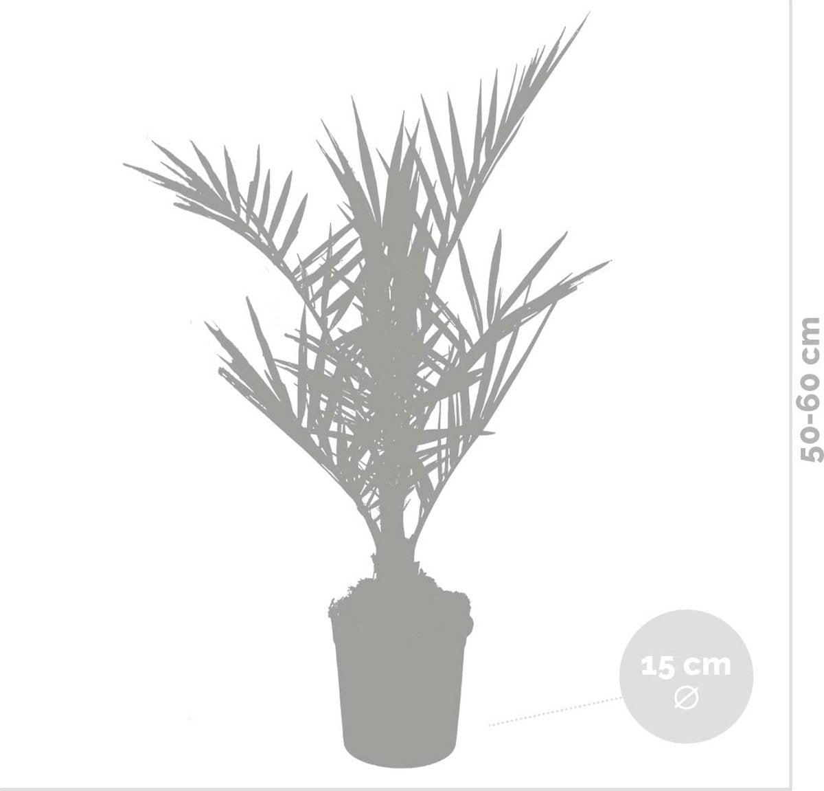  2x Phoenix Canariensis - Canarische Dadelpalm - Palm - Winterhard - ⌀15 Cm - 50-60 Cm